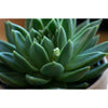 58mm +3D Achromatic Close-Up Lens